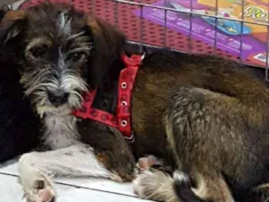 Cachorro raça SRD idade 7 a 11 meses nome Barby