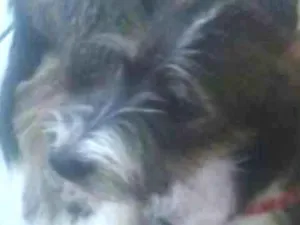 Cachorro raça SRD idade 7 a 11 meses nome LudyShire