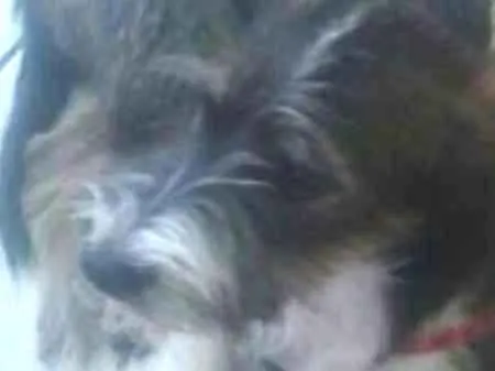 Cachorro ra a SRD idade 7 a 11 meses nome LudyShire