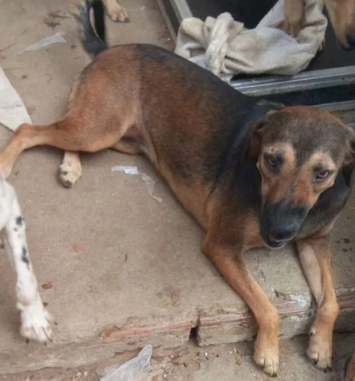 Cachorro ra a SRD idade 2 anos nome Meg