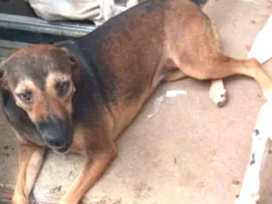 Cachorro raça SRD idade 2 anos nome Meg