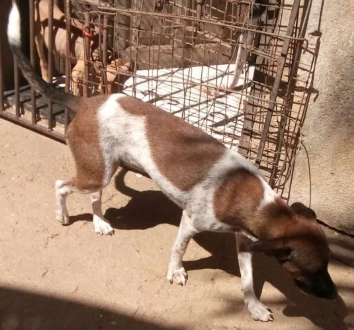 Cachorro ra a SRD idade 7 a 11 meses nome Lene