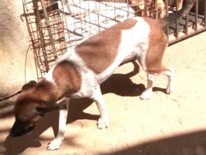 Cachorro raça SRD idade 7 a 11 meses nome Lene
