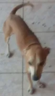 Zezinho