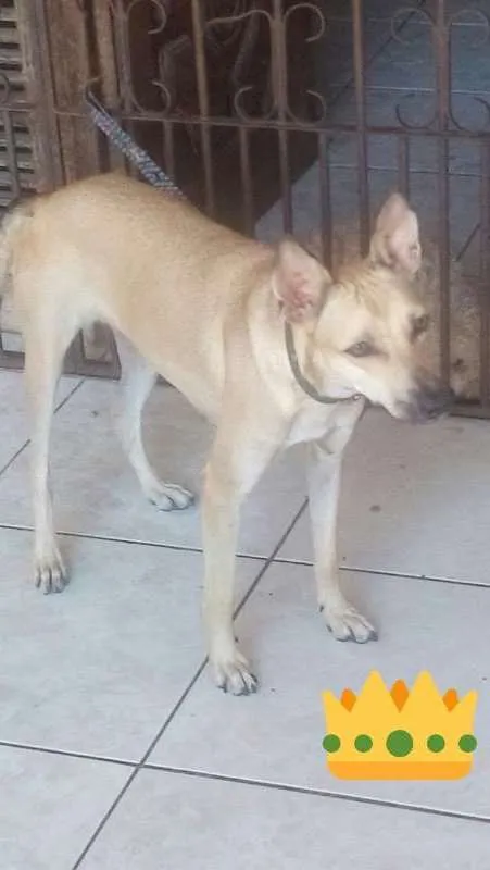 Cachorro ra a SRD idade 7 a 11 meses nome Xandele