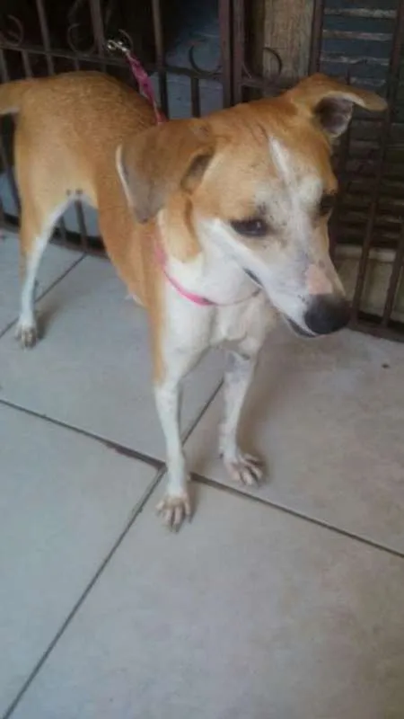 Cachorro ra a SRD idade 2 anos nome Melissa