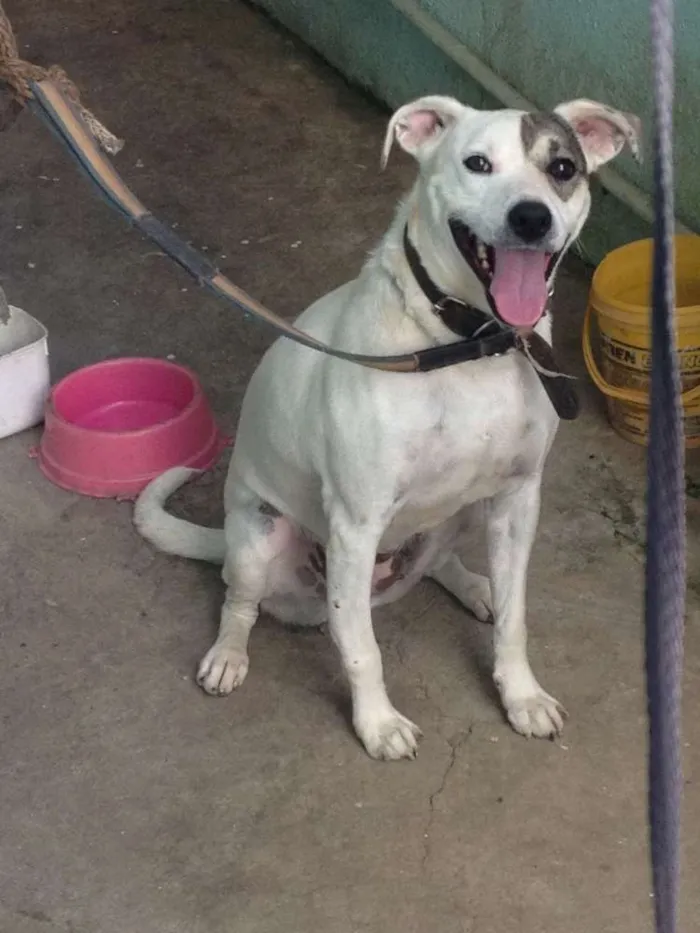 Cachorro ra a Media idade 2 anos nome Branquinha