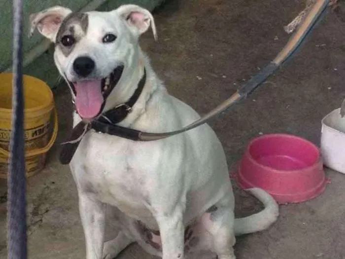Cachorro ra a Media idade 2 anos nome Branquinha