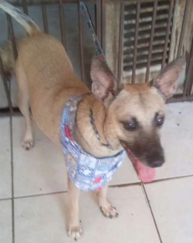 Cachorro ra a SRD idade 7 a 11 meses nome PepeuGomes