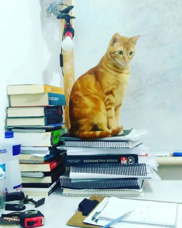 Gato ra a Não definida idade 2 anos nome Jeff