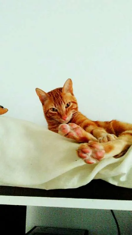 Gato ra a Não definida idade 2 anos nome Jeff