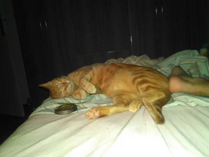 Gato ra a Não definida idade 2 anos nome Jeff