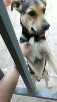 Chico