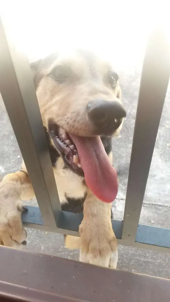 Cachorro ra a Vira lata idade 3 anos nome Chico