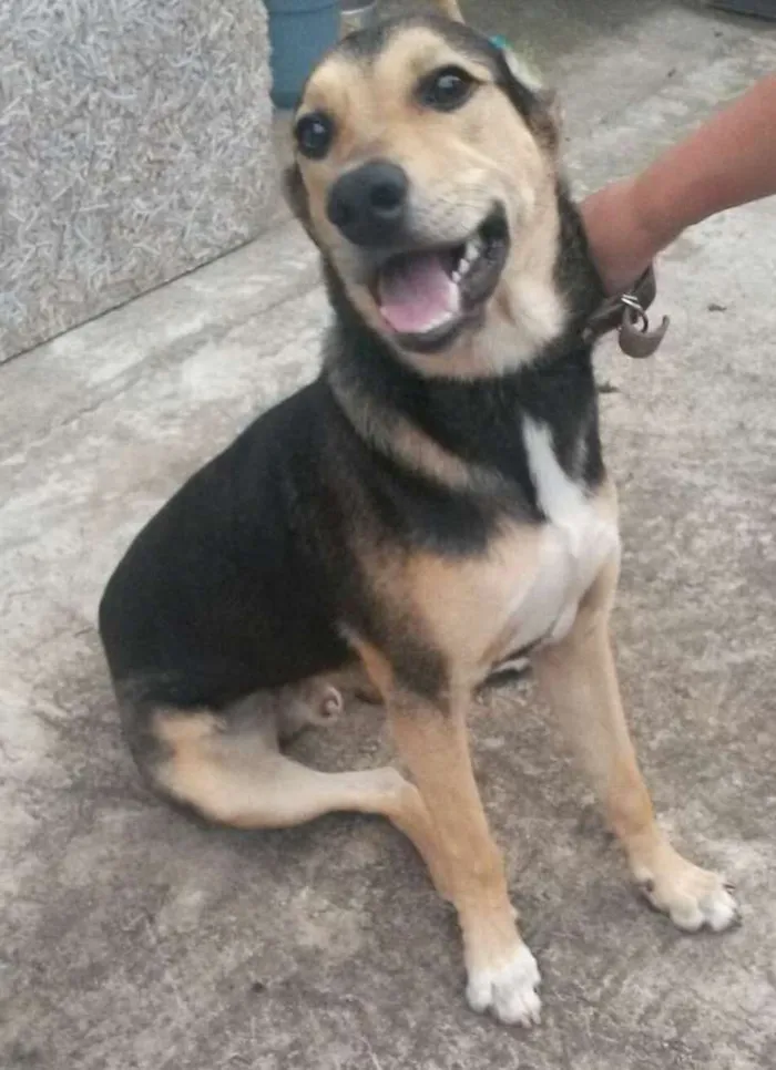 Cachorro ra a Vira lata idade 3 anos nome Chico