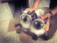 Thelma e Louise