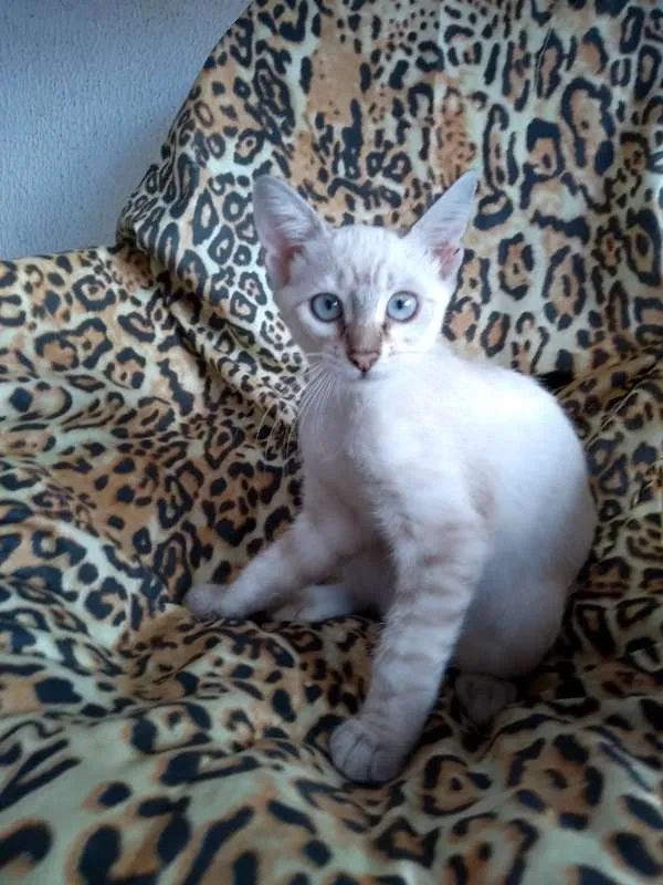 Gato ra a mestiça idade 2 a 6 meses nome princesa