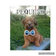 PEQUENO