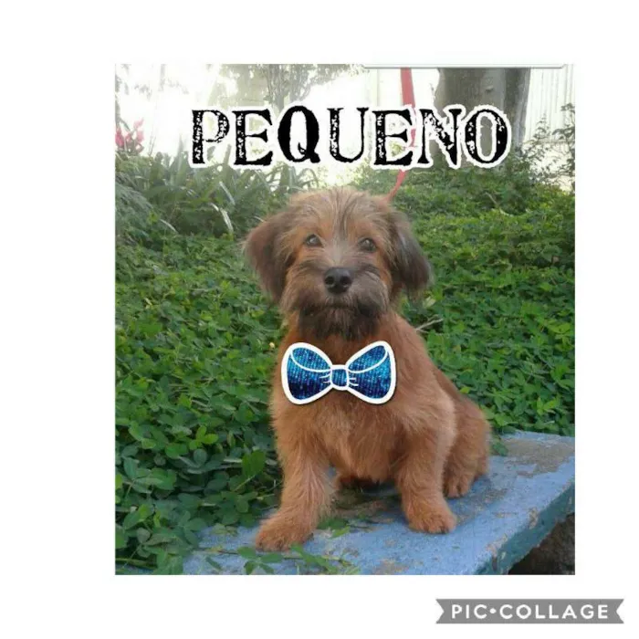 Cachorro ra a SRD idade 2 a 6 meses nome PEQUENO