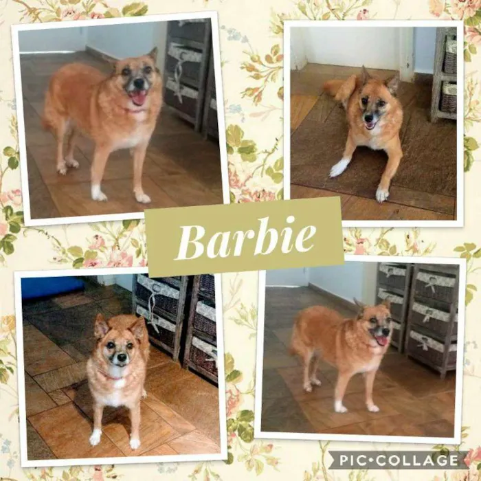 Cachorro ra a SRD idade 6 ou mais anos nome BARBIE