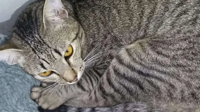 Gato raça Vira-lata idade 1 ano nome Preta e Branca
