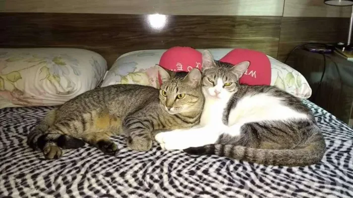 Gato raça Vira-lata idade 1 ano nome Preta e Branca