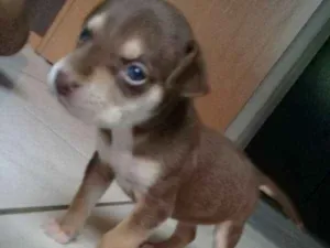 Cachorro raça  idade Abaixo de 2 meses nome Bella