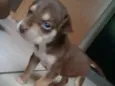 Bella