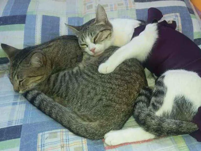 Gato raça Vira-lata idade 1 ano nome Preta e Branca