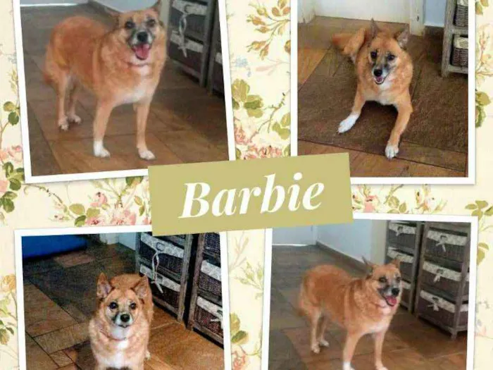 Cachorro ra a SRD idade 6 ou mais anos nome BARBIE
