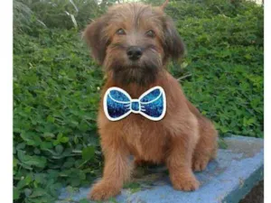 Cachorro raça SRD idade 2 a 6 meses nome PEQUENO