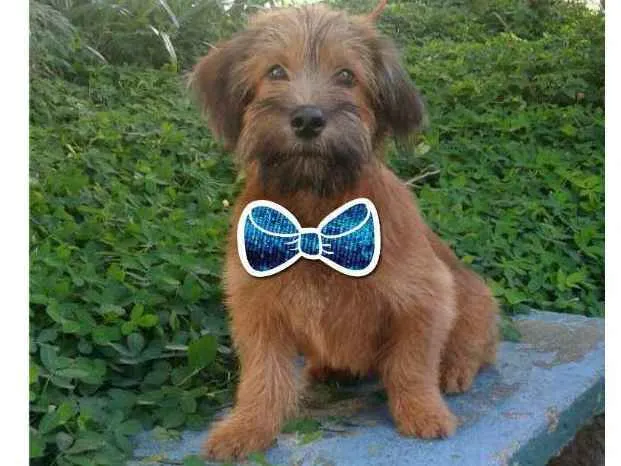 Cachorro ra a SRD idade 2 a 6 meses nome PEQUENO