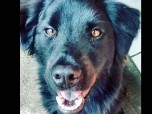 Cachorro raça Chow Chow c/ poogle idade 7 a 11 meses nome Thor
