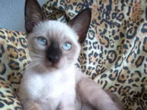 Gato raça Maltês idade 2 a 6 meses nome panda