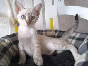 Gato raça mestiça idade 2 a 6 meses nome princesa