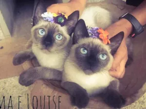 Gato raça Srd idade 2 a 6 meses nome Thelma e Louise 