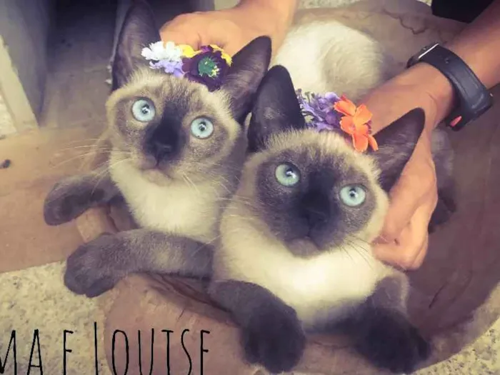 Gato ra a Srd idade 2 a 6 meses nome Thelma e Louise 