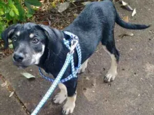 Cachorro raça Sem raça definida idade 2 a 6 meses nome Thor