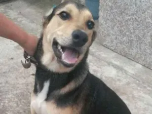 Cachorro raça Vira lata idade 3 anos nome Chico