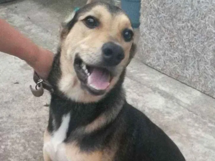 Cachorro ra a Vira lata idade 3 anos nome Chico