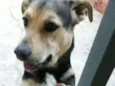 Chico