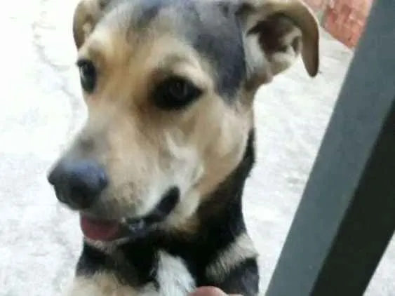 Cachorro ra a Vira lata idade 3 anos nome Chico