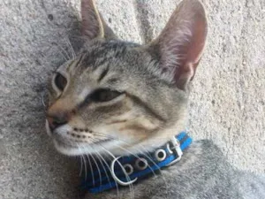 Gato raça Vira lata  idade 2 a 6 meses nome Stitch 