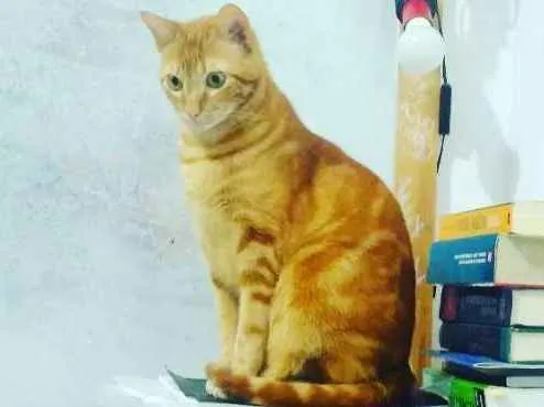 Gato ra a Não definida idade 2 anos nome Jeff