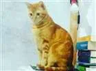 Gato raça Não definida idade 2 anos nome Jeff