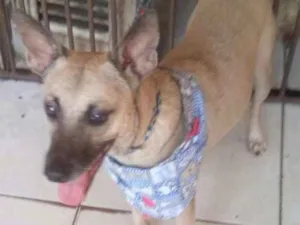 Cachorro raça SRD idade 7 a 11 meses nome PepeuGomes