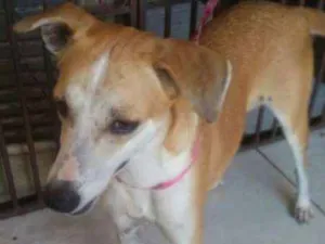 Cachorro raça SRD idade 2 anos nome Melissa