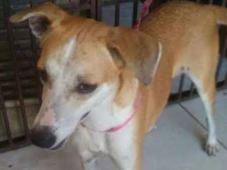 Cachorro ra a SRD idade 2 anos nome Melissa