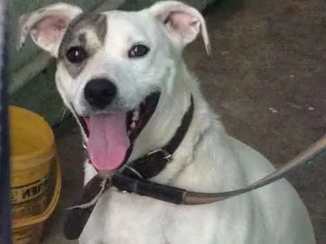 Cachorro ra a Media idade 2 anos nome Branquinha