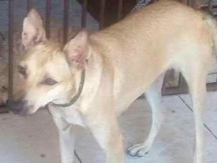Cachorro ra a SRD idade 7 a 11 meses nome Xandele